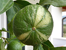 a young fruit from Citrus Bizzarria